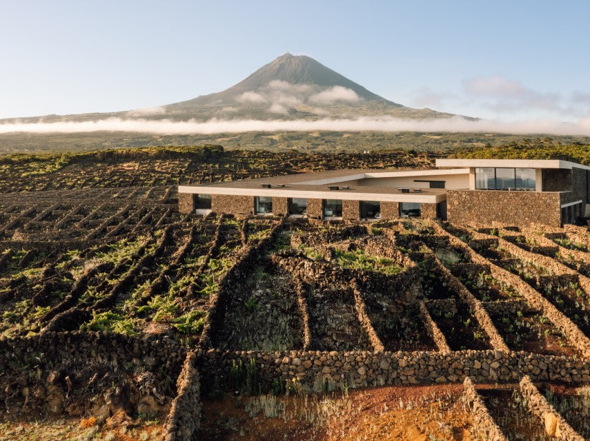 ア プロイビダ 2017 ピコ島 🟥赤