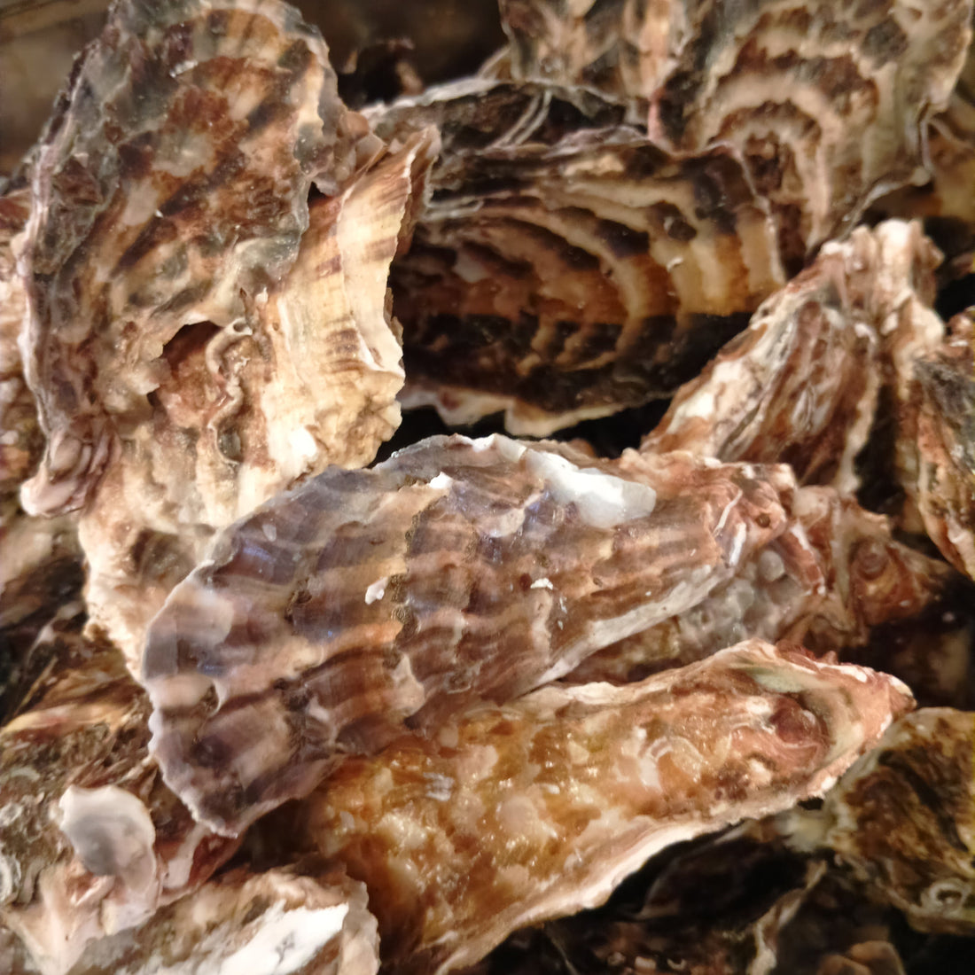 カキ🦪はじめました