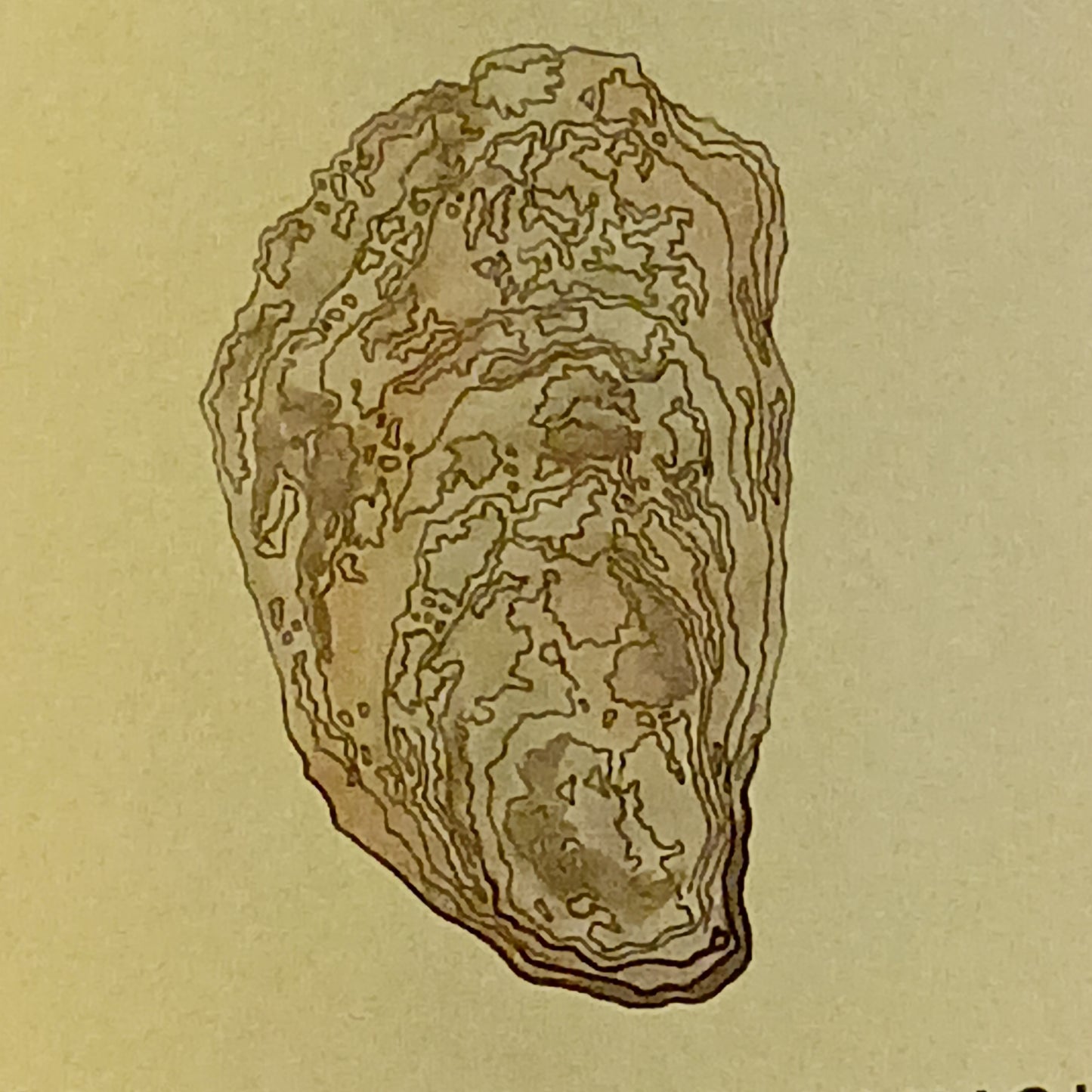 シャトー　マグドレーヌ　ブーウー　シャルドネ　2023